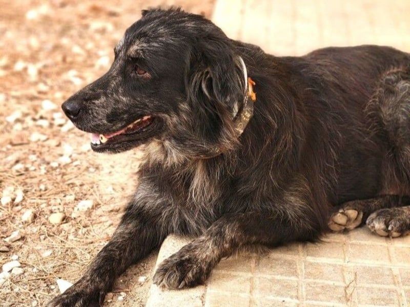 Kayra geb. 12/2021 (ESP) - liebevolle Border-Collie-Mix Dame!