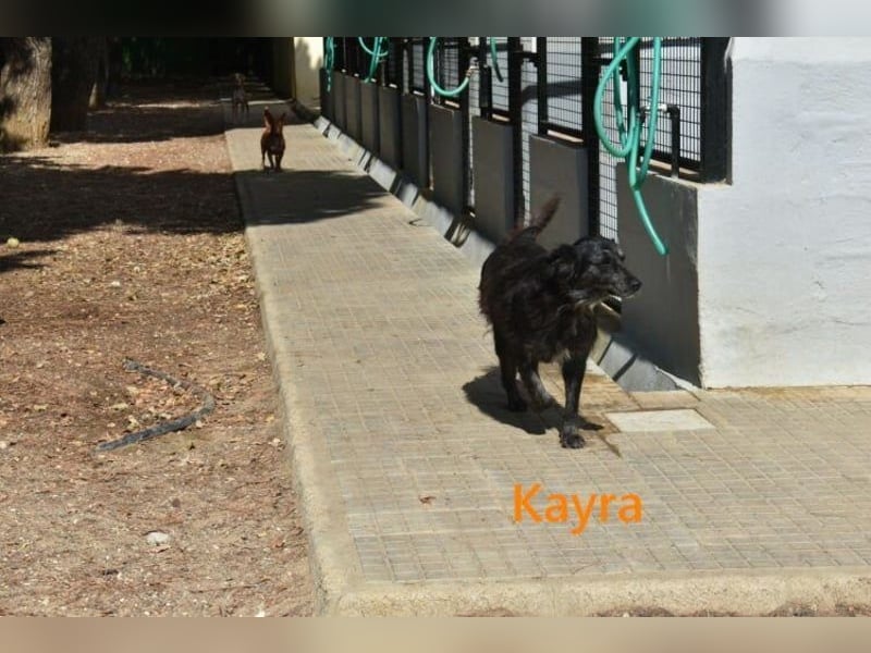 Kayra geb. 12/2021 (ESP) - liebevolle Border-Collie-Mix Dame!