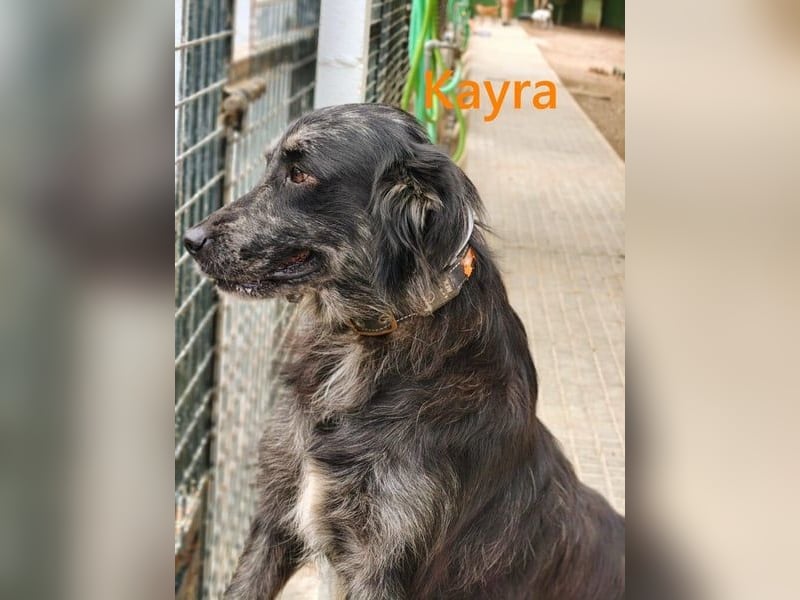 Kayra geb. 12/2021 (ESP) - liebevolle Border-Collie-Mix Dame!