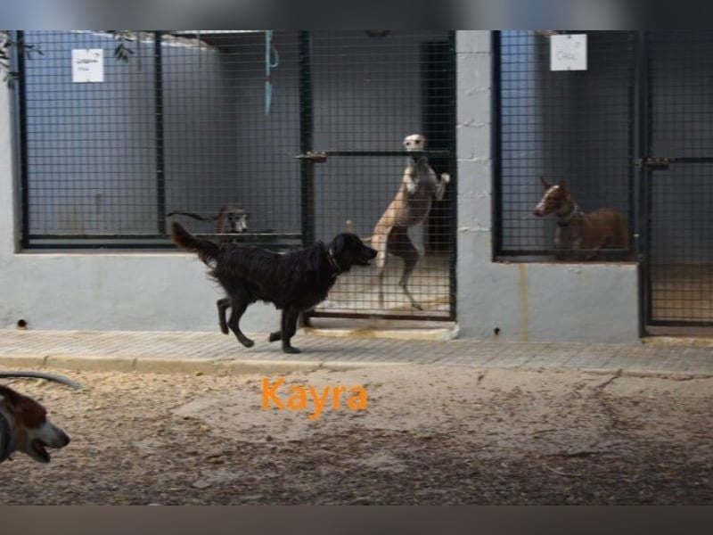 Kayra geb. 12/2021 (ESP) - liebevolle Border-Collie-Mix Dame!