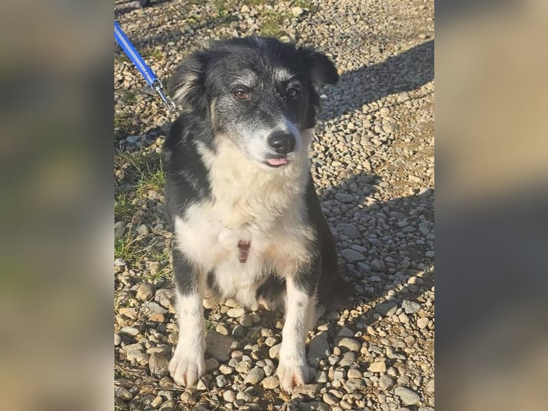 Border Collie Mix Sweety 42 cm geb. 04/2019 eignet sich für Anfänger