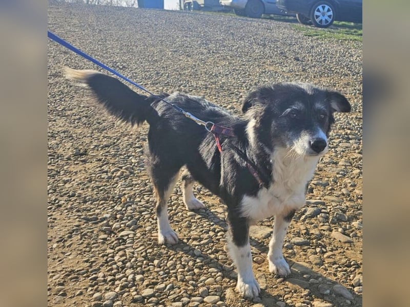 Border Collie Mix Sweety 42 cm geb. 04/2019 eignet sich für Anfänger