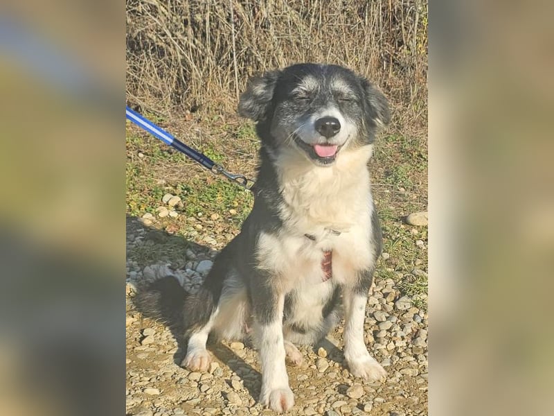 Border Collie Mix Sweety 42 cm geb. 04/2019 eignet sich für Anfänger