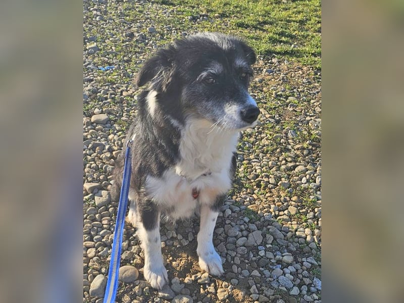 Border Collie Mix Sweety 42 cm geb. 04/2019 eignet sich für Anfänger