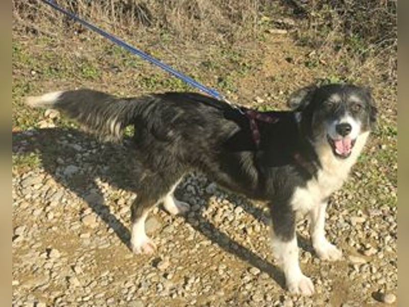 Border Collie Mix Sweety 42 cm geb. 04/2019 eignet sich für Anfänger