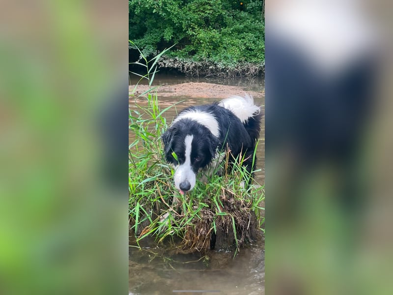 Bordermix Hündin Lilly 15 Monate