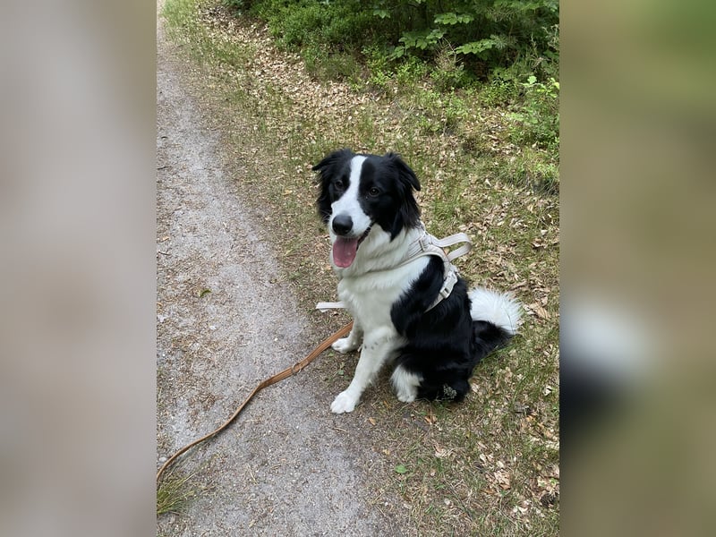 Bordermix Hündin Lilly 15 Monate