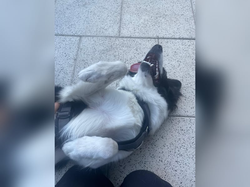 Bordermix Hündin Lilly 15 Monate