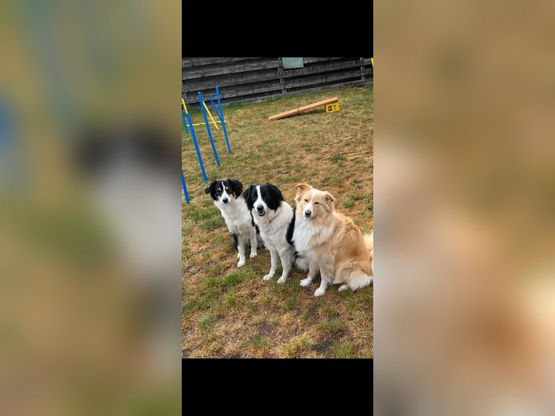 Bordermix Hündin Lilly 15 Monate