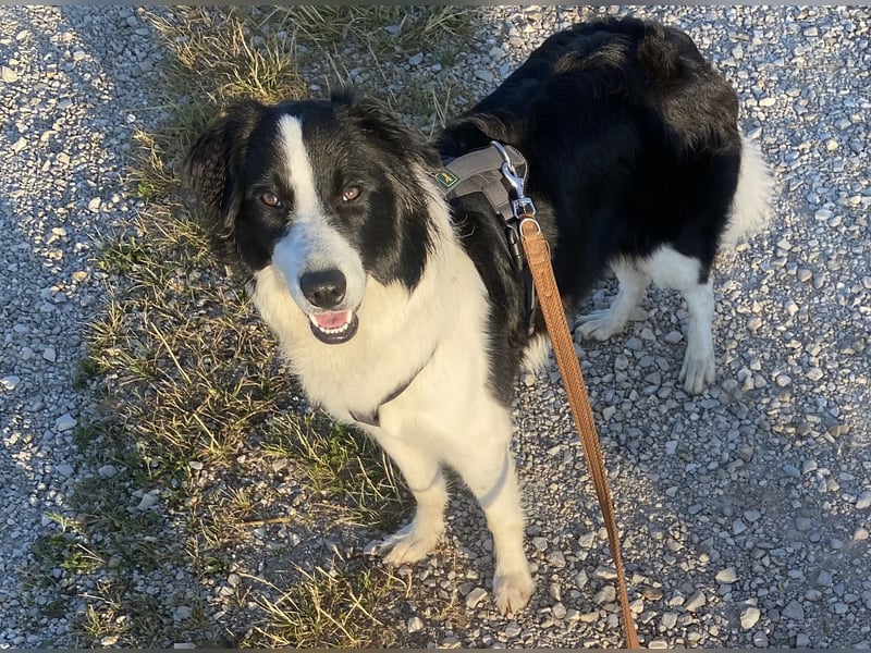 Bordermix Hündin Lilly 15 Monate