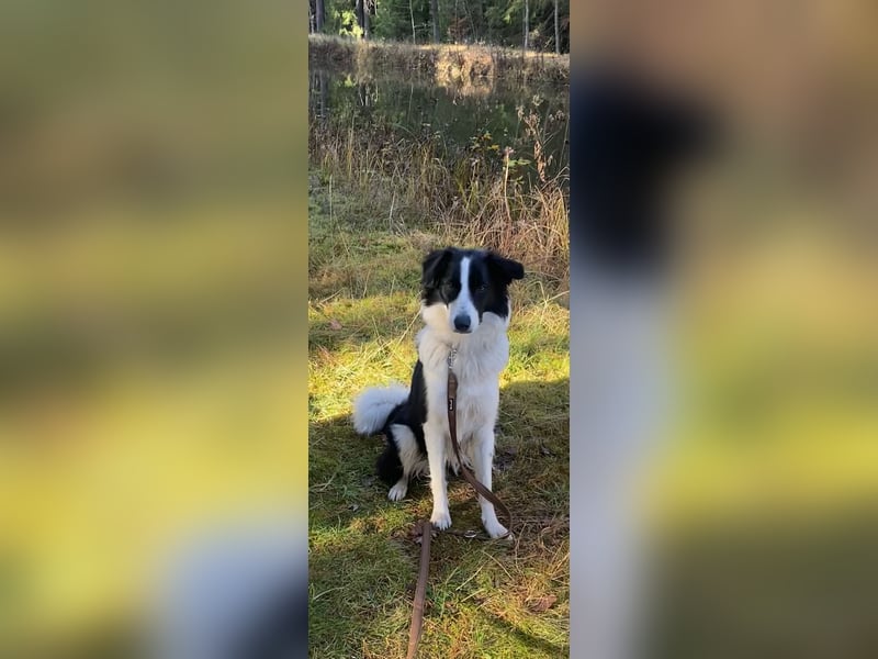 Bordermix Hündin Lilly 15 Monate