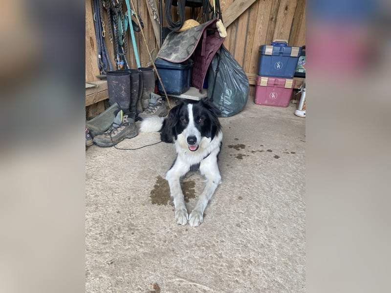 Bordermix Hündin Lilly 15 Monate