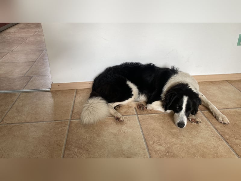 Bordermix Hündin Lilly 15 Monate