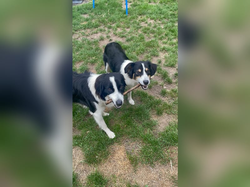 Bordermix Hündin Lilly 15 Monate