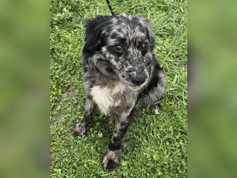 Florentino genannt Flo