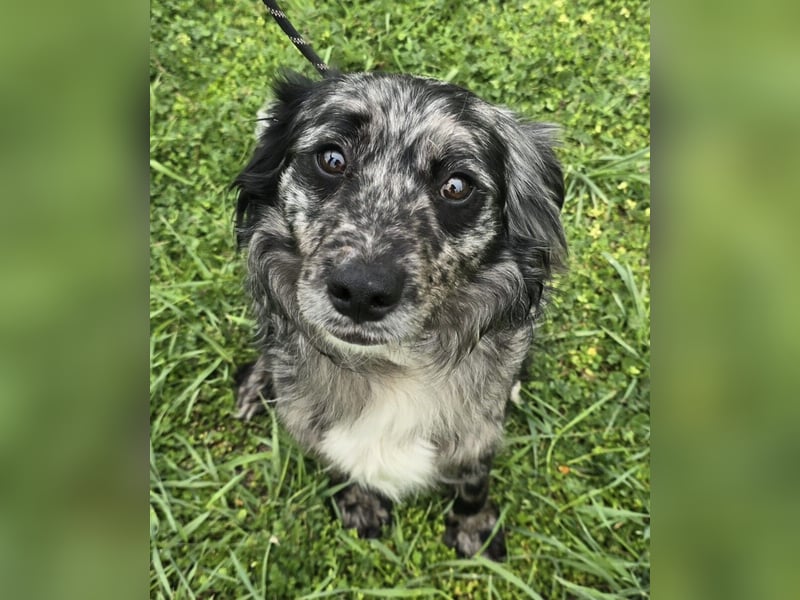 Florentino genannt Flo