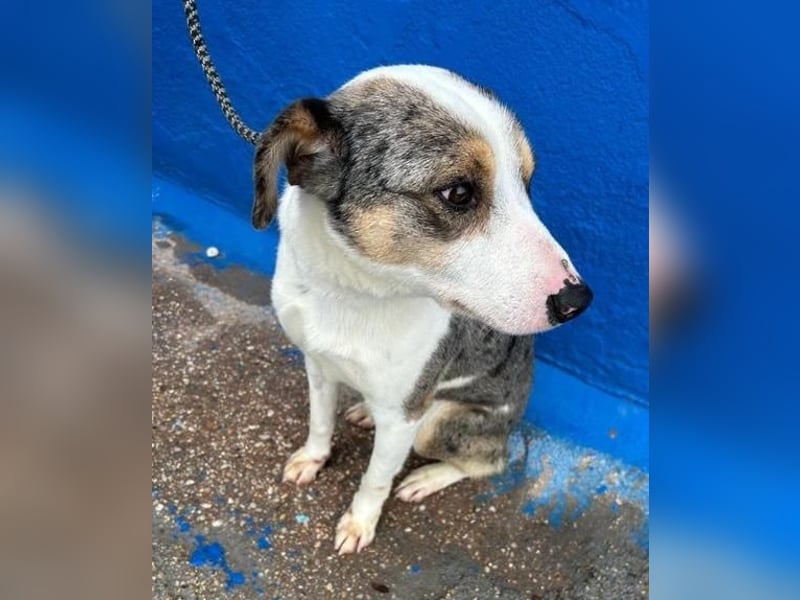 KLEIN der sanfte Rüde