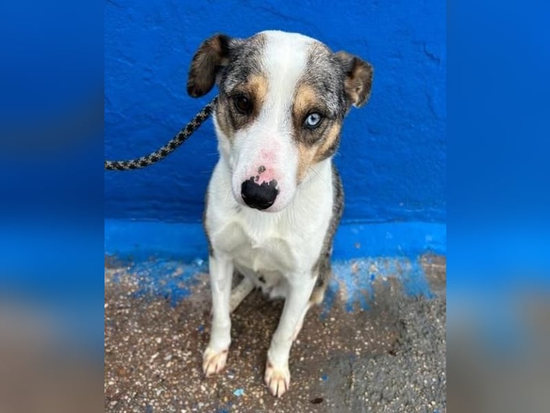 KLEIN der sanfte Rüde