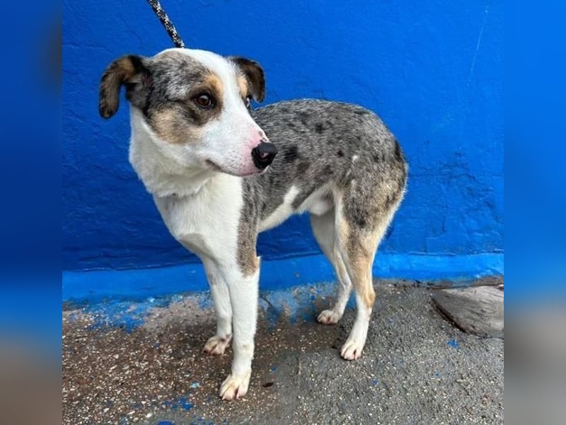 KLEIN der sanfte Rüde