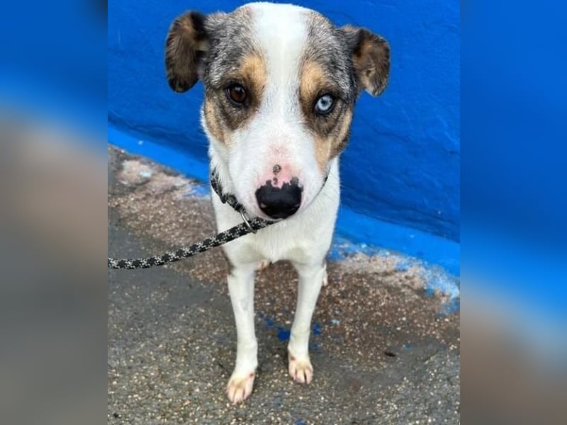 KLEIN der sanfte Rüde