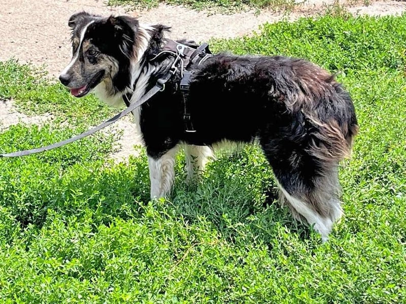 MAX der bezaubernde Bub