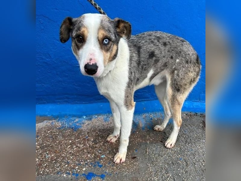 KLEIN der sanfte Rüde