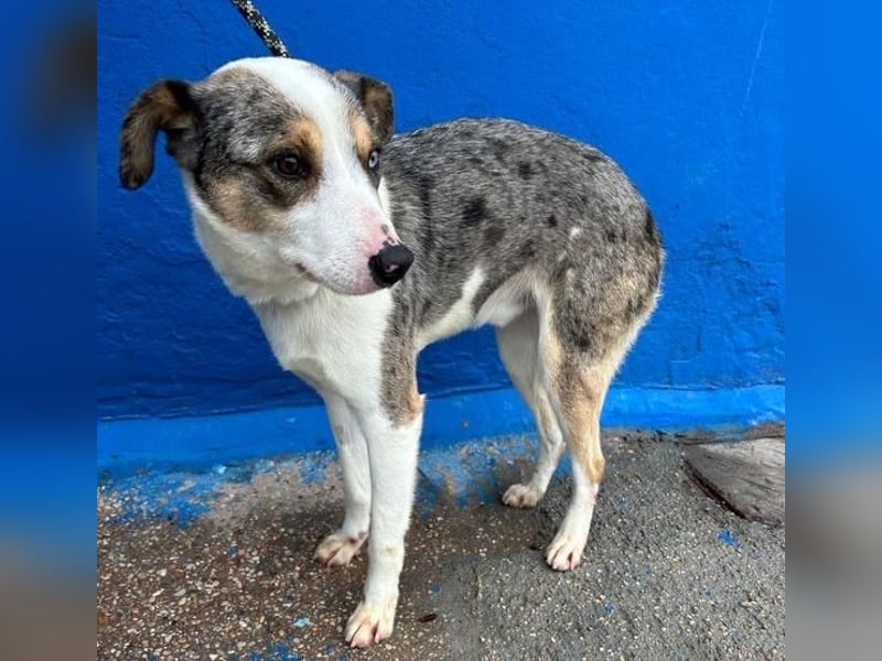 KLEIN der sanfte Rüde