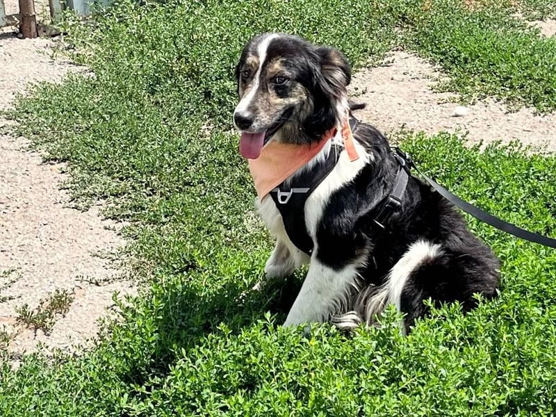 MAX der bezaubernde Bub