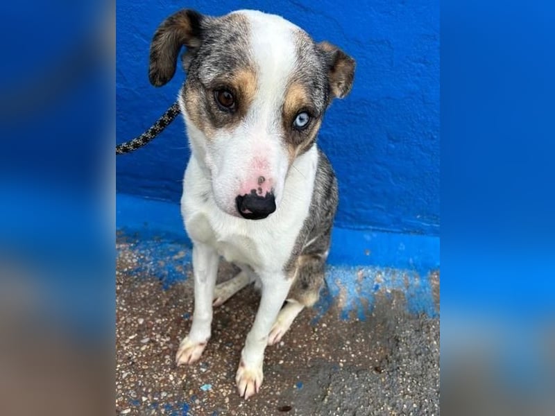 KLEIN der sanfte Rüde