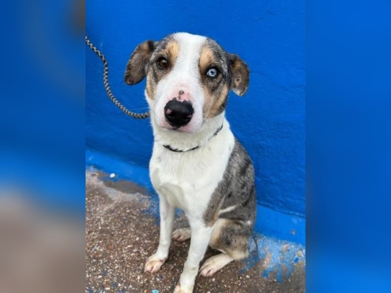 KLEIN der sanfte Rüde