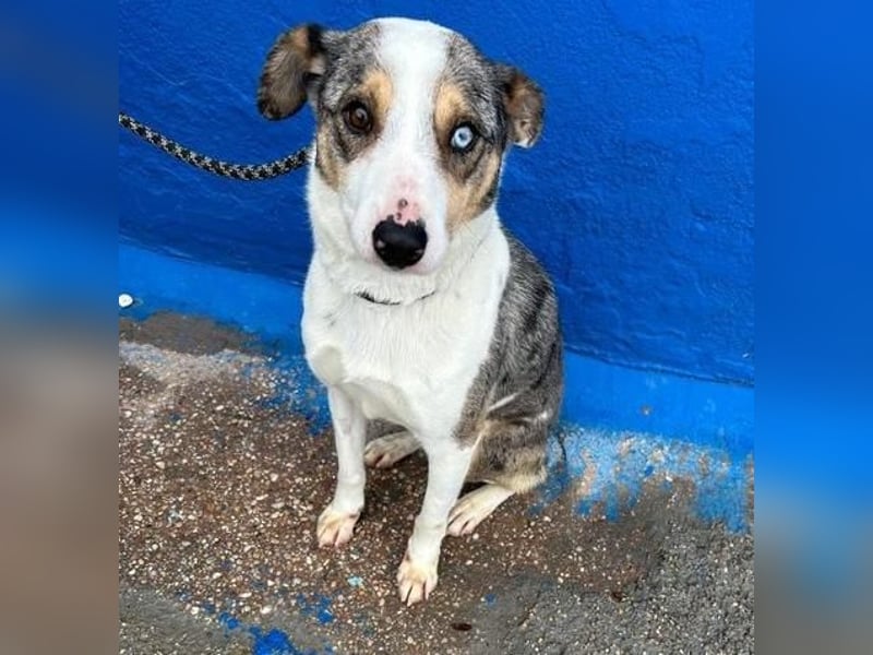 KLEIN der sanfte Rüde