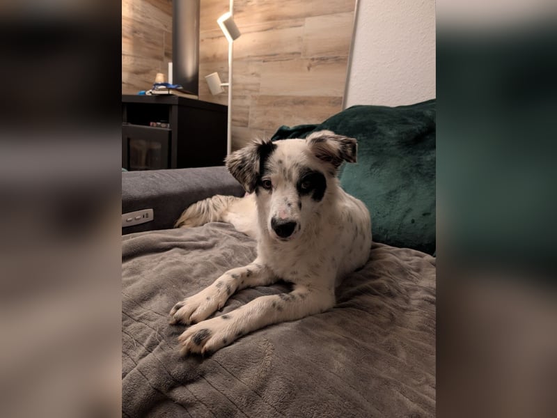 Hübsche Candy sucht ein Zuhause