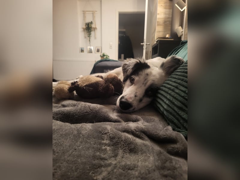 Hübsche Candy sucht ein Zuhause