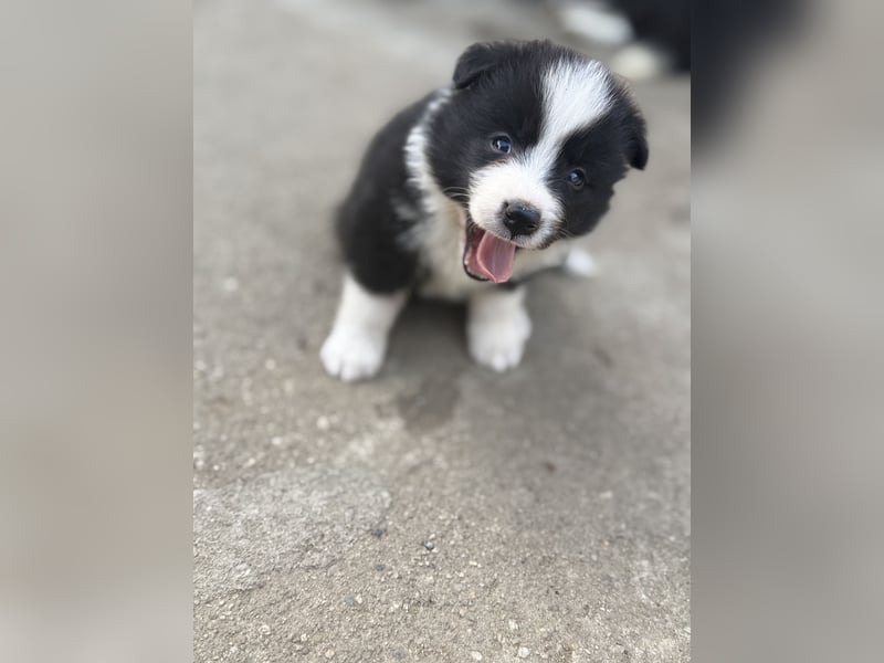 Border Collie / FCI