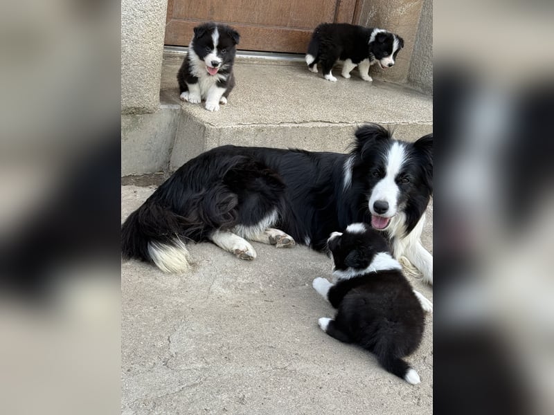 Border Collie / FCI