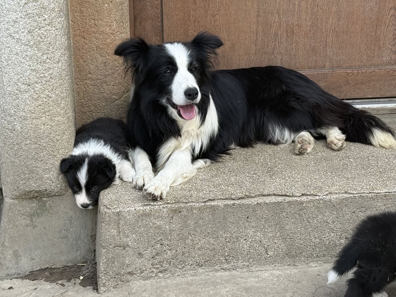 Border Collie / FCI