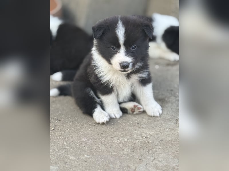 Border Collie / FCI