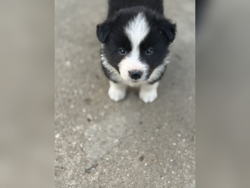 Border Collie / FCI