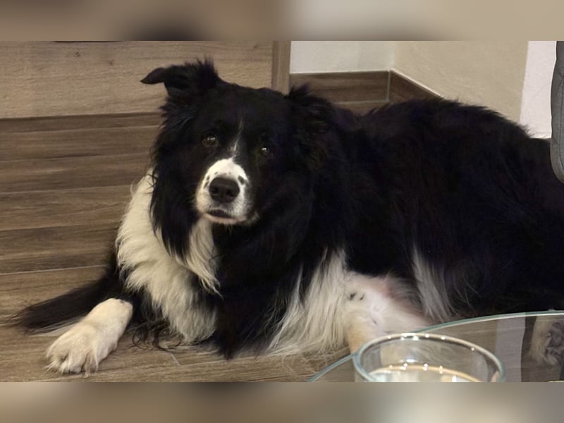 Hübscher Border Collie Rüde würde gerne Papa werden