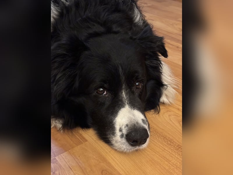 Hübscher Border Collie Rüde würde gerne Papa werden
