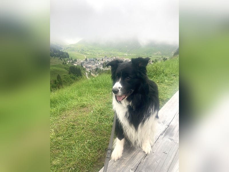 Hübscher Border Collie Rüde würde gerne Papa werden