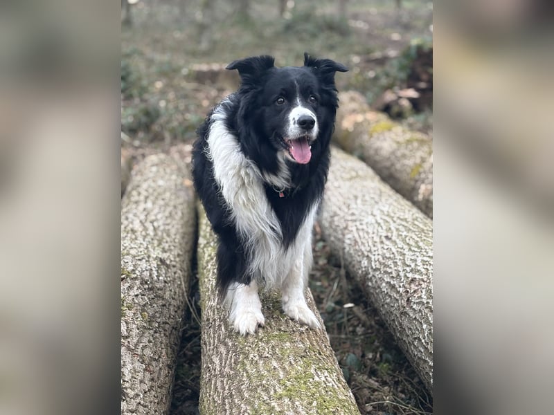 Hübscher Border Collie Rüde würde gerne Papa werden