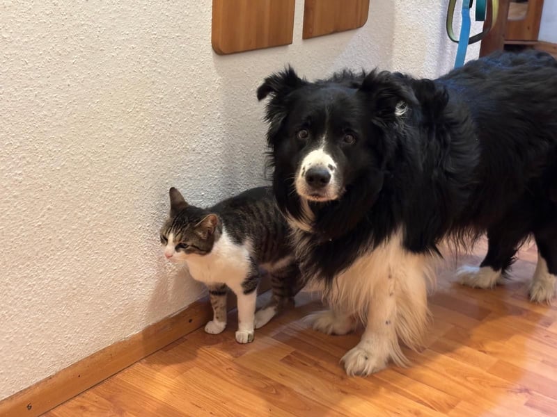 Hübscher Border Collie Rüde würde gerne Papa werden