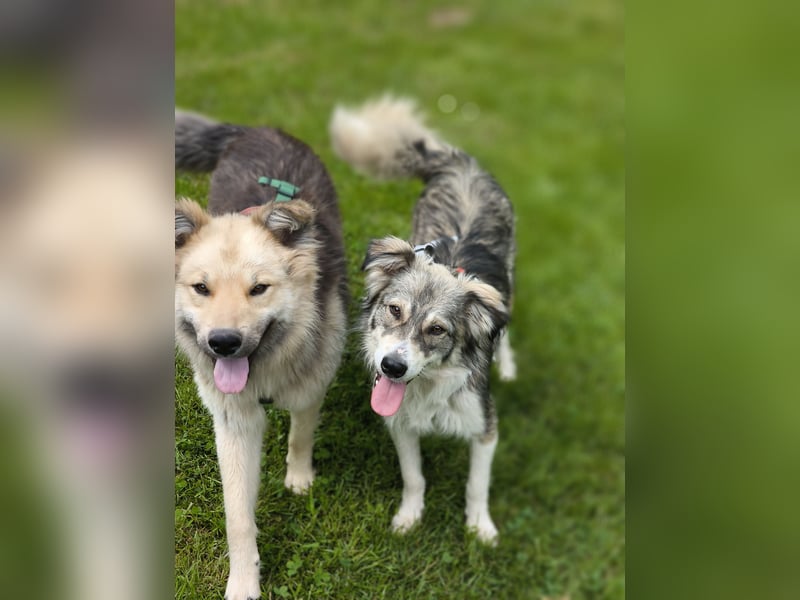 Border Collie Mixrüde sucht ein Zuhause