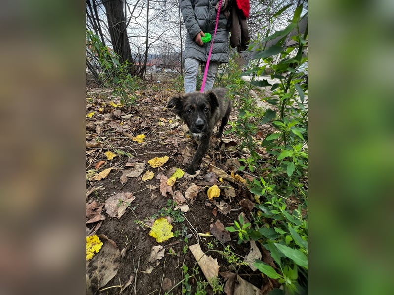 Supersüßer Mischlingswelpen sucht neue Familie