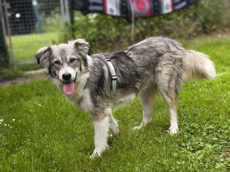 Border Collie Mixrüde sucht ein Zuhause