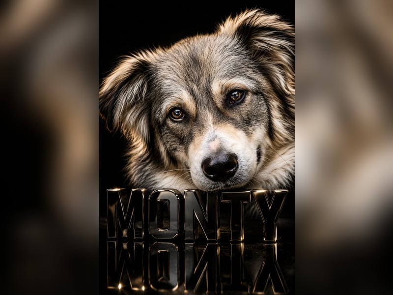 Border Collie Mixrüde sucht ein Zuhause