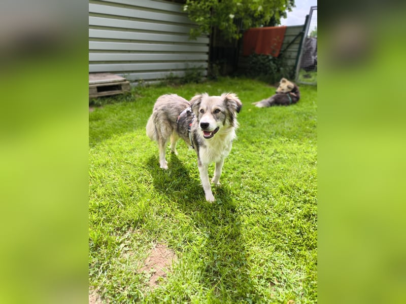 Border Collie Mixrüde sucht ein Zuhause
