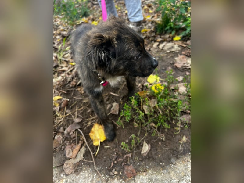 Supersüßer Mischlingswelpen sucht neue Familie