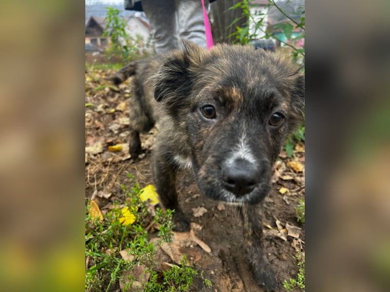 Supersüßer Mischlingswelpen sucht neue Familie